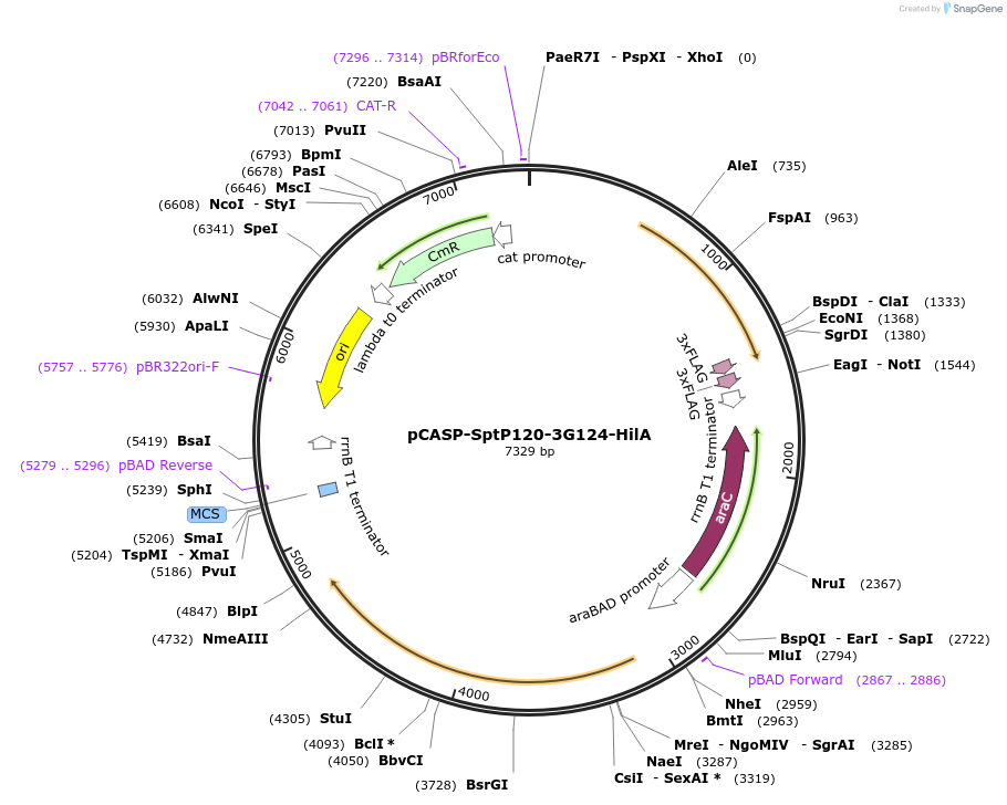 153323-plasmid-map-sequence-id-306309