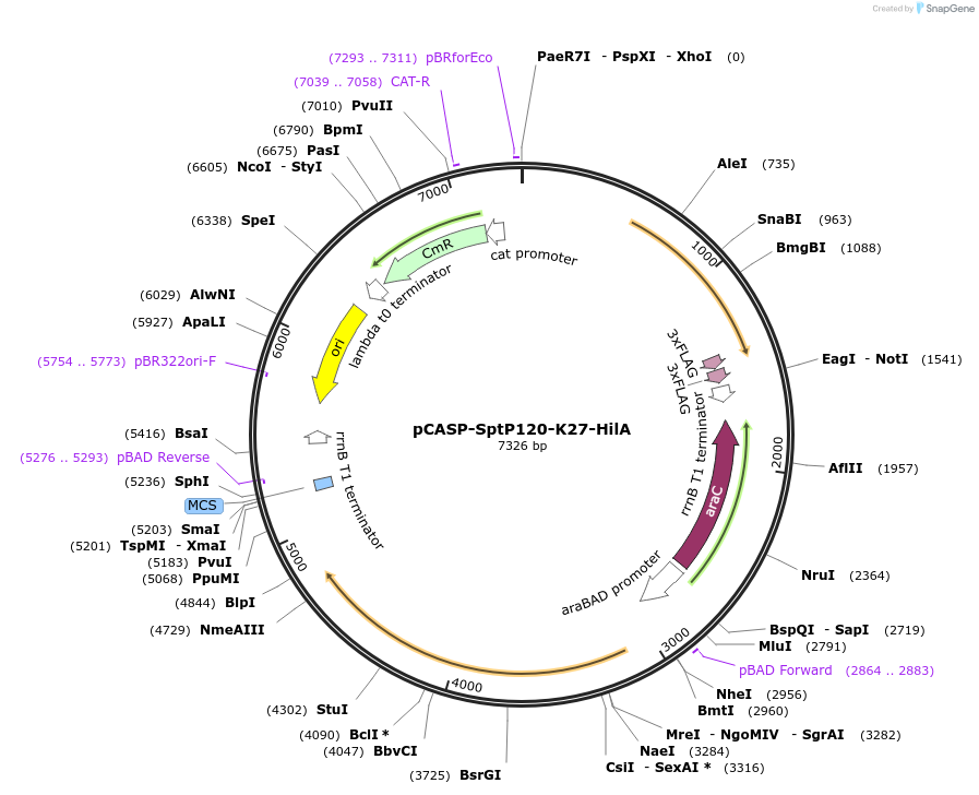 153328-plasmid-map-sequence-id-306311