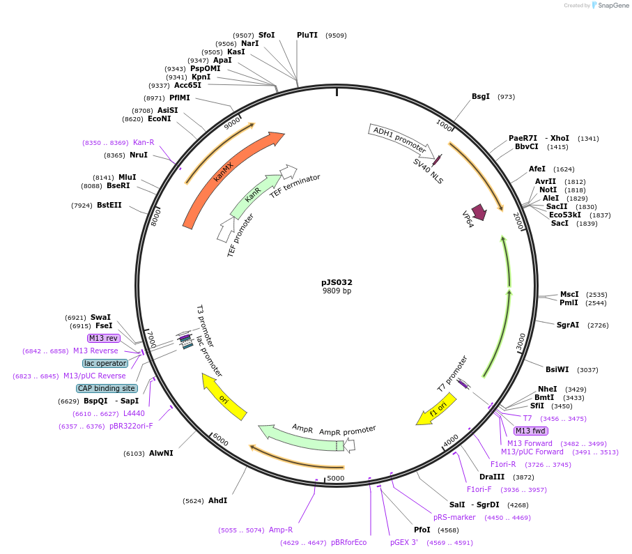 135431-plasmid-map-sequence-id-306313