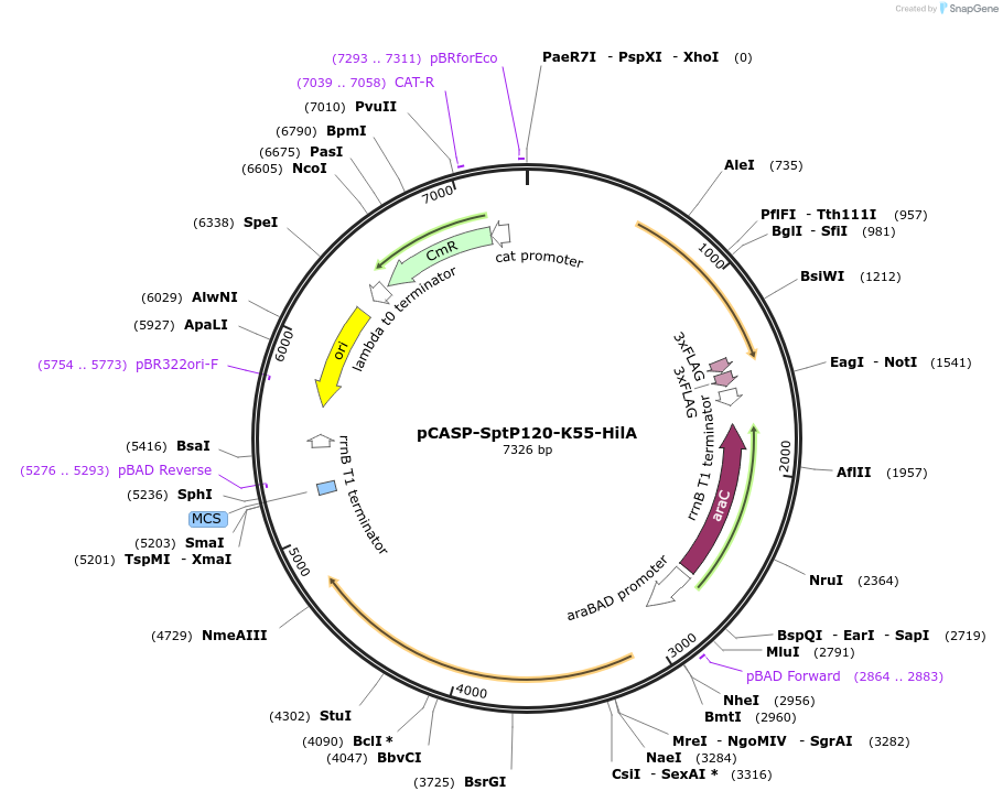 153329-plasmid-map-sequence-id-306316
