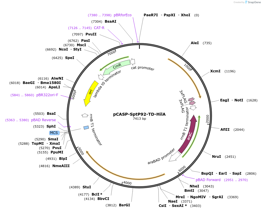 153331-plasmid-map-sequence-id-306320