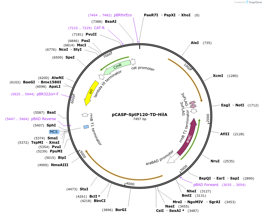 153330-plasmid-map-sequence-id-306322