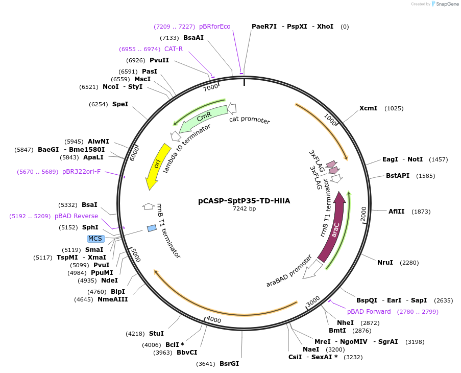 153332-plasmid-map-sequence-id-306323