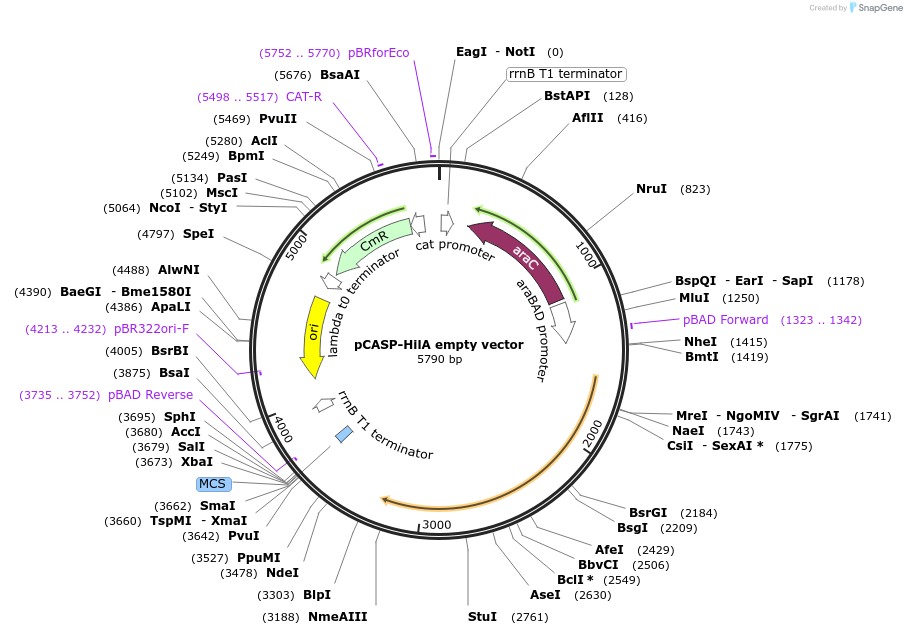 153333-plasmid-map-sequence-id-306324