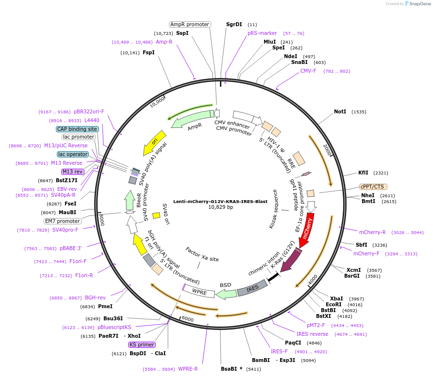 153336-plasmid-map-sequence-id-306330