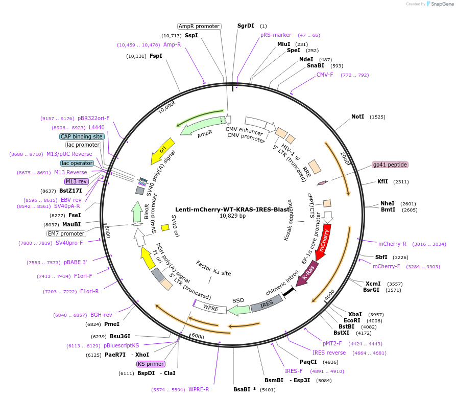 153335-plasmid-map-sequence-id-306333