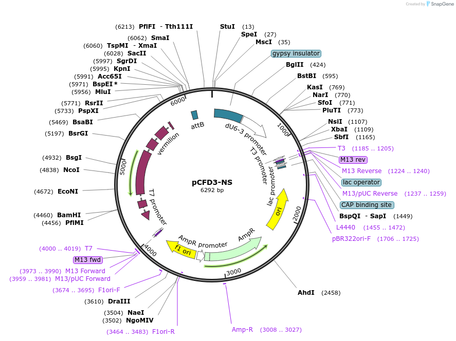 149545-plasmid-map-sequence-id-306357