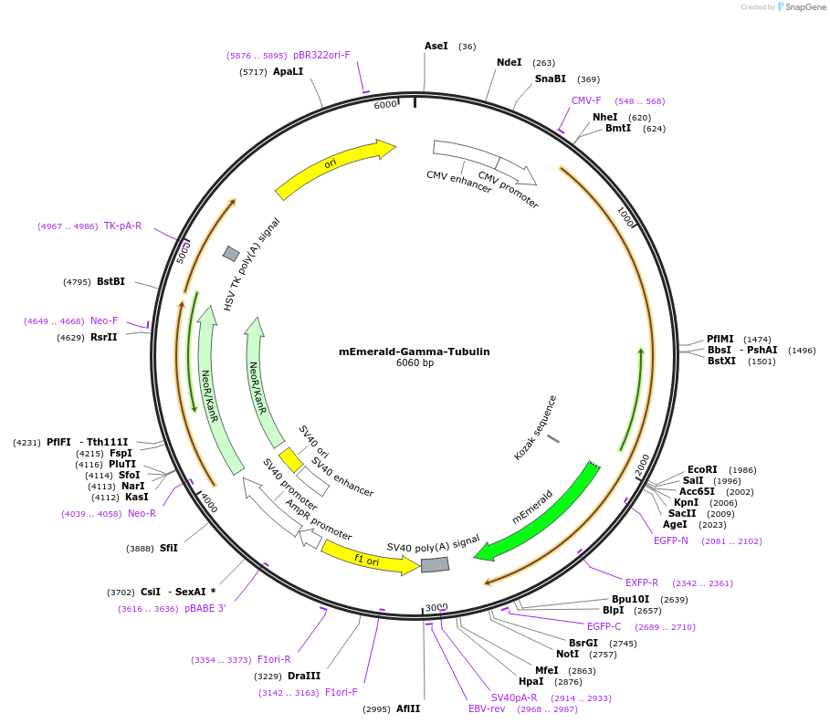 54105-plasmid-map-sequence-id-306360