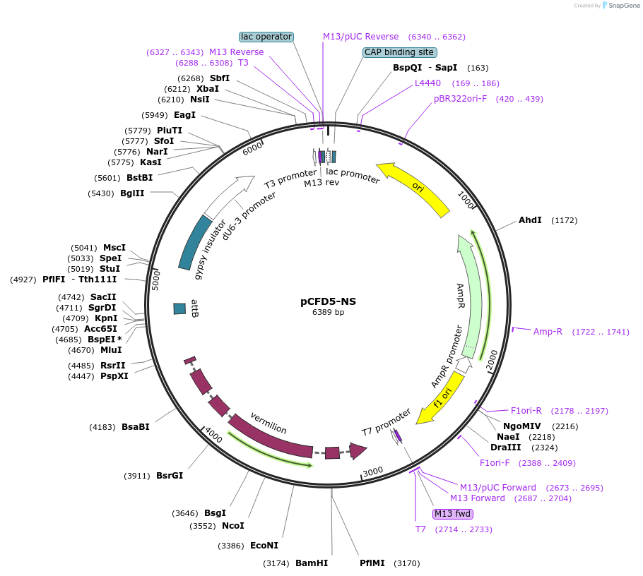 149546-plasmid-map-sequence-id-306364