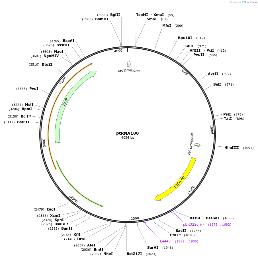 154133-plasmid-map-sequence-id-306365