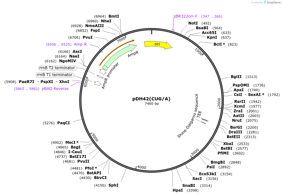 154132-plasmid-map-sequence-id-306367