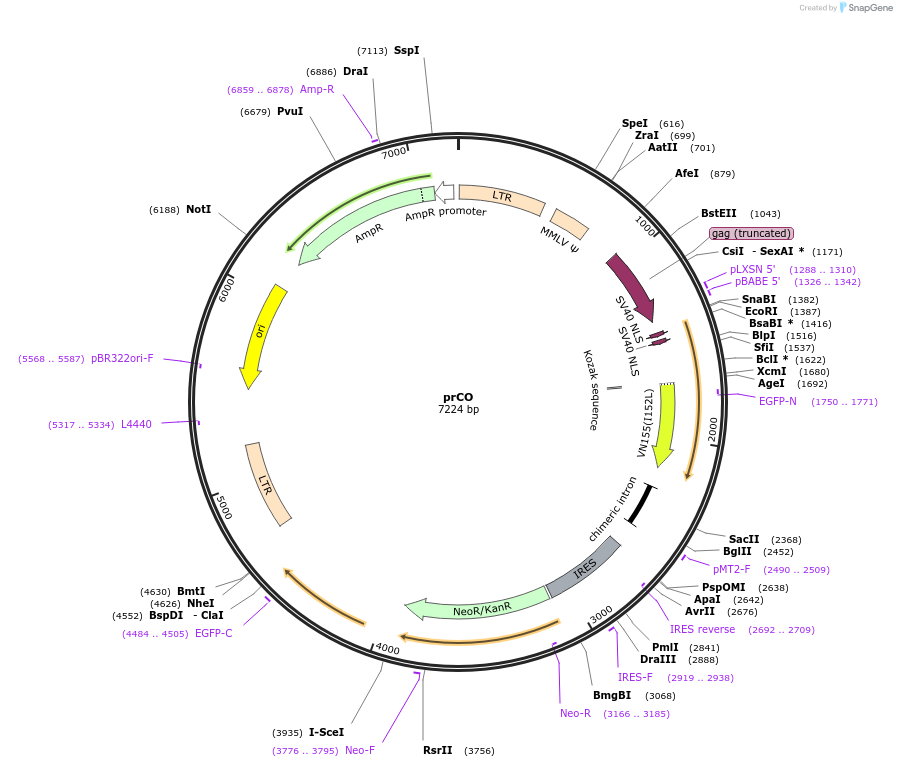153960-plasmid-map-sequence-id-306370