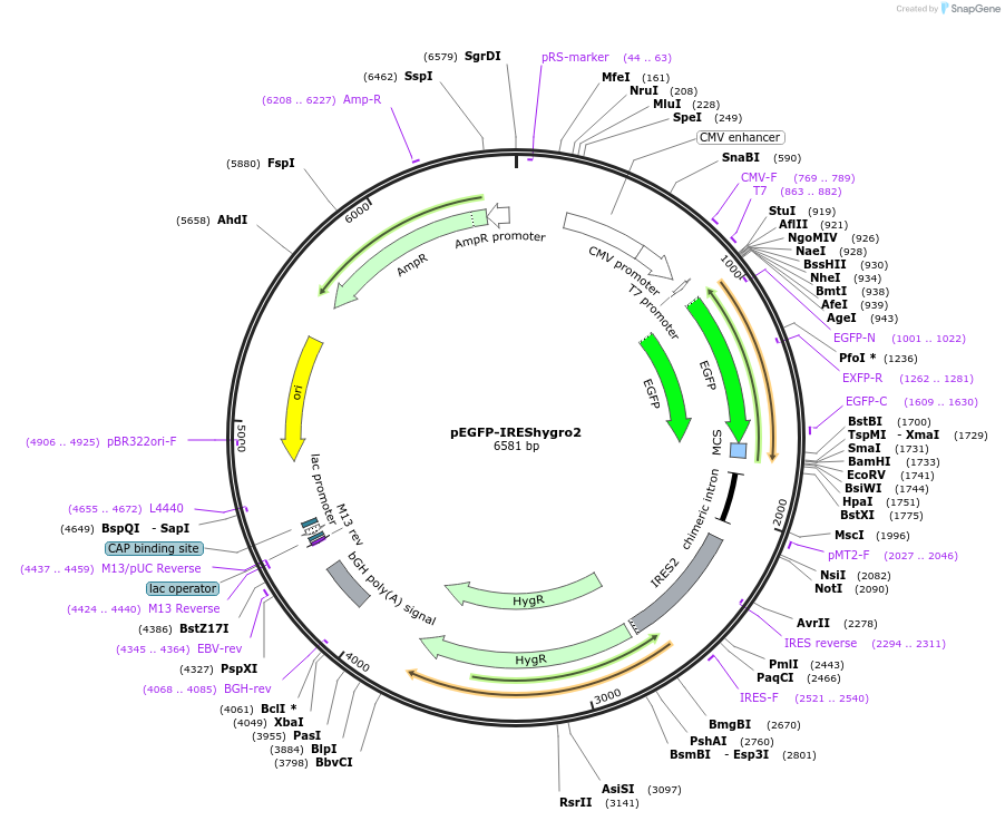 153966-plasmid-map-sequence-id-306373