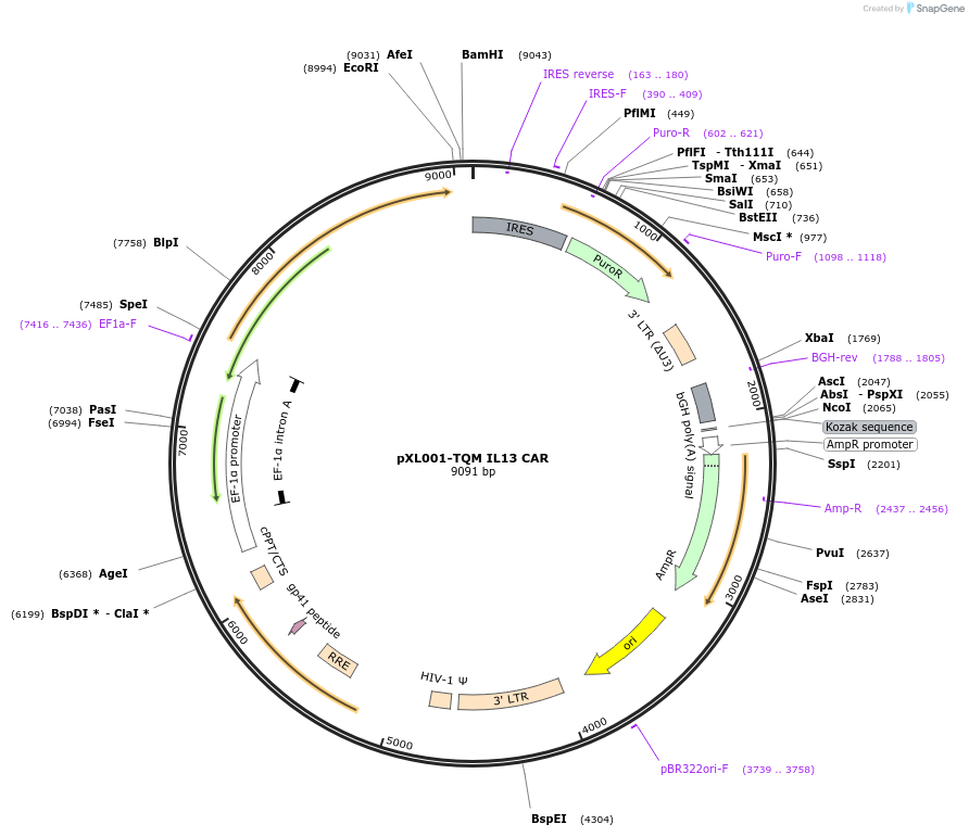 154054-plasmid-map-sequence-id-306374