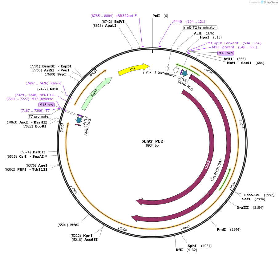149548-plasmid-map-sequence-id-306380