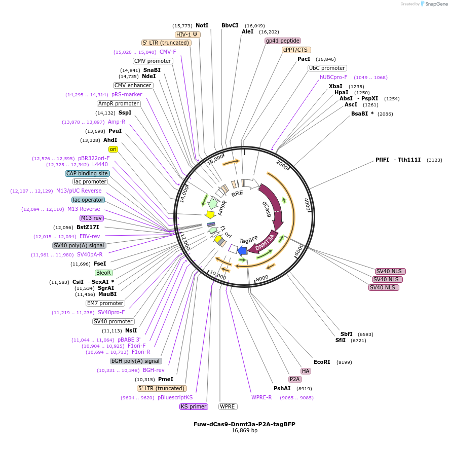 84569-plasmid-map-sequence-id-306393
