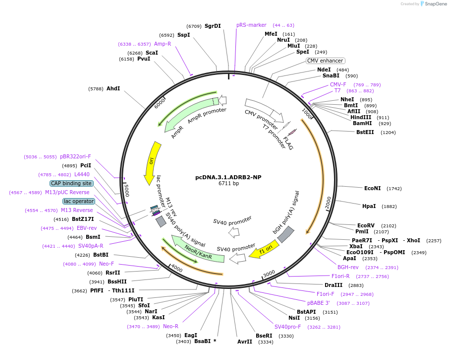 134376-plasmid-map-sequence-id-306396