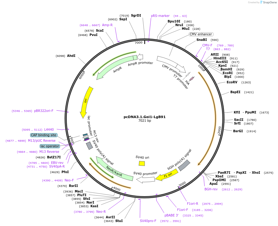 134342-plasmid-map-sequence-id-306400