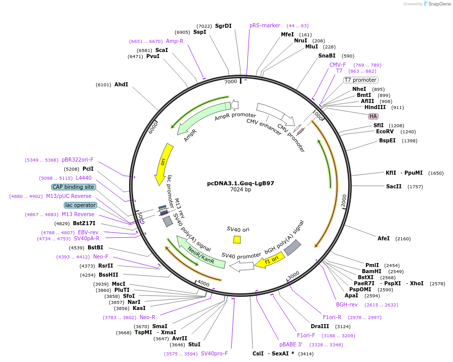 134360-plasmid-map-sequence-id-306401