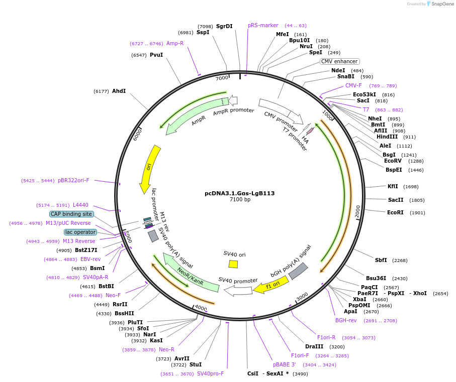134362-plasmid-map-sequence-id-306402