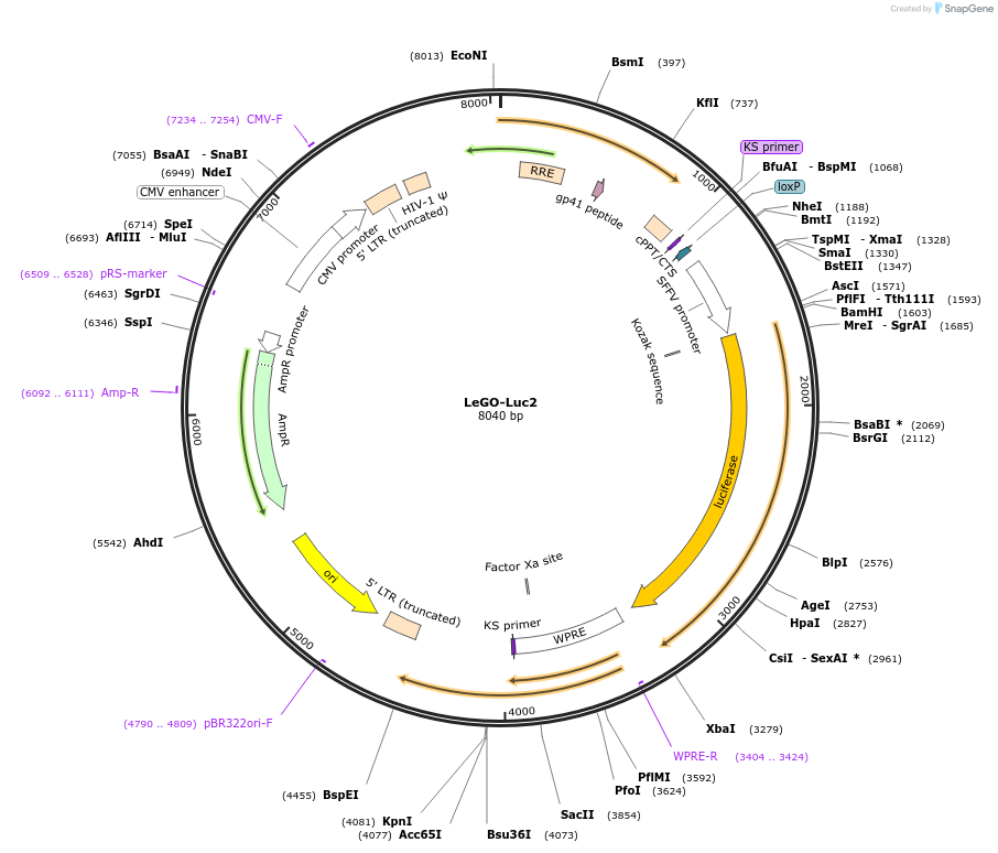 154006-plasmid-map-sequence-id-306411