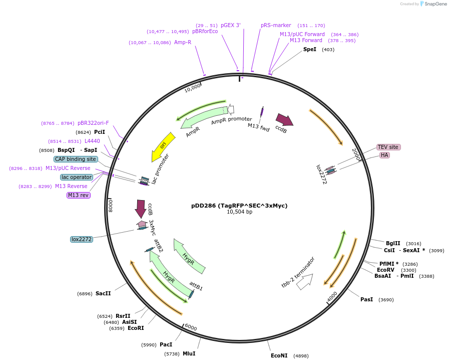 70684-plasmid-map-sequence-id-306412