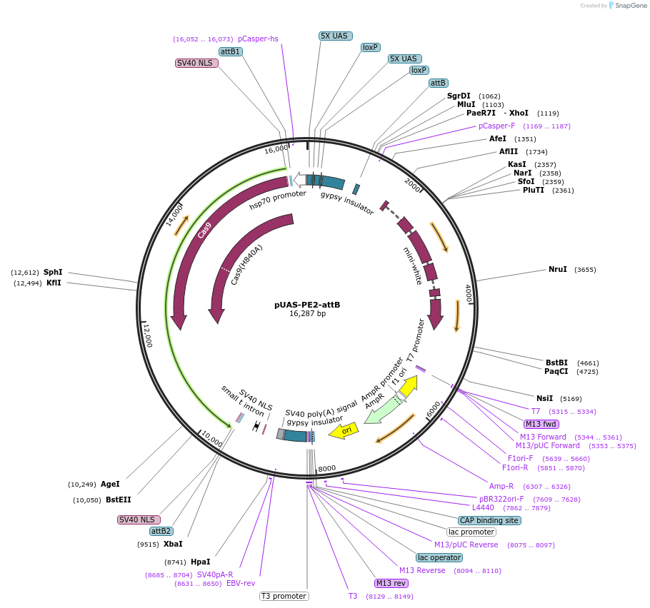 149550-plasmid-map-sequence-id-306426