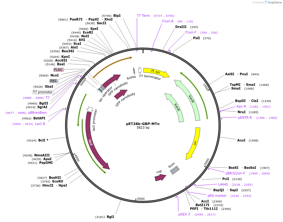 154363-plasmid-map-sequence-id-306435