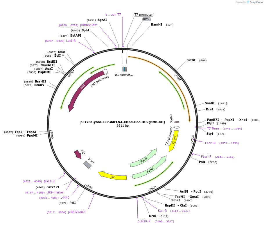 153441-plasmid-map-sequence-id-306441
