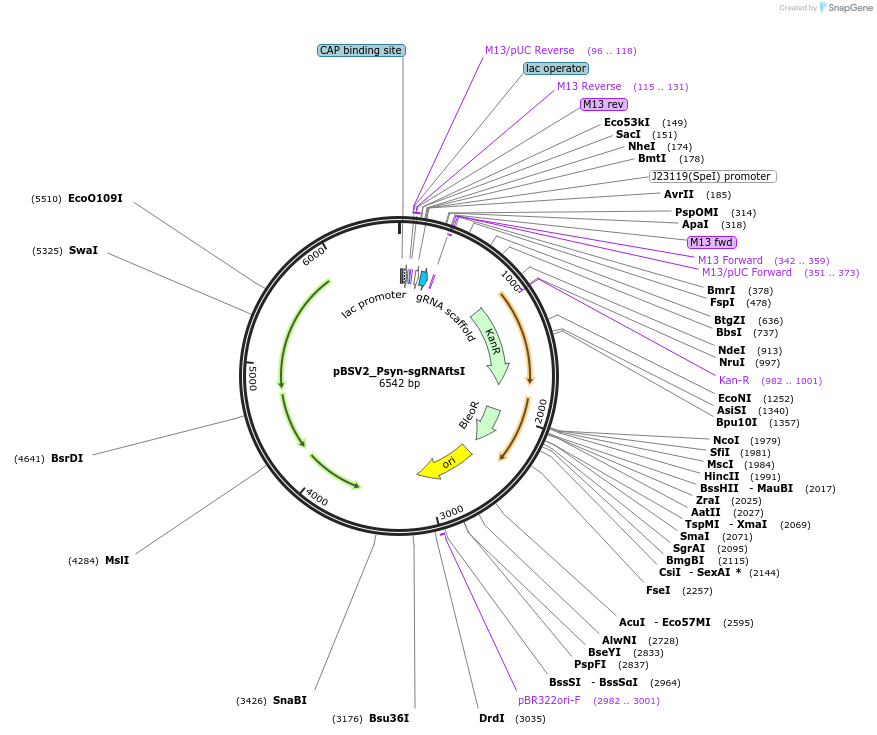 149632-plasmid-map-sequence-id-306452