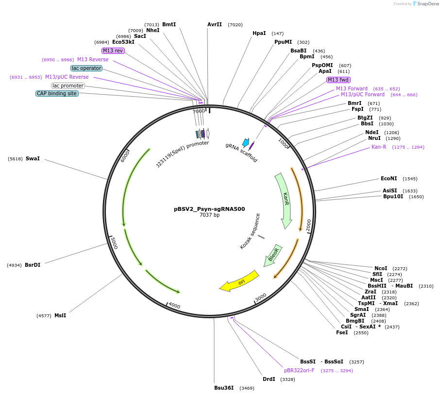 149613-plasmid-map-sequence-id-306455