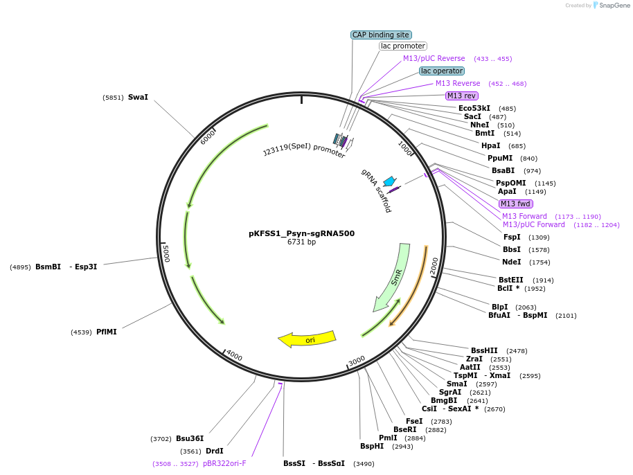 149557-plasmid-map-sequence-id-306457