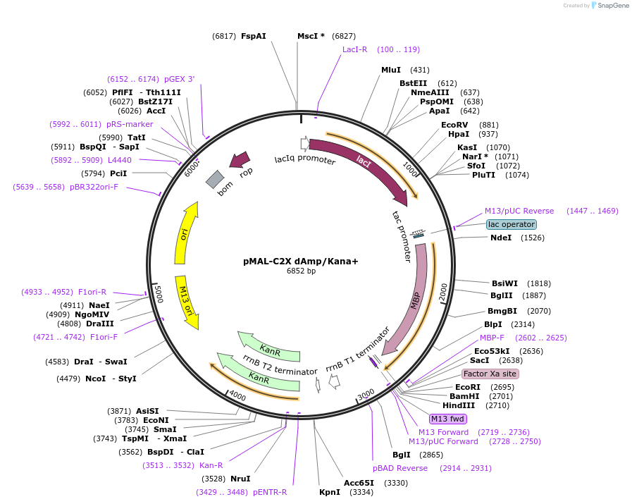 154352-plasmid-map-sequence-id-306489