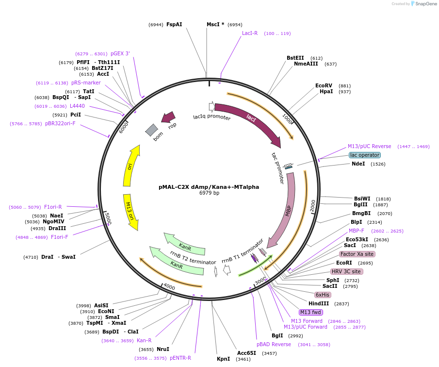 154356-plasmid-map-sequence-id-306490