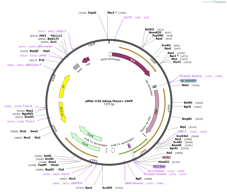 154358-plasmid-map-sequence-id-306491