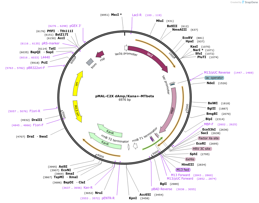 154357-plasmid-map-sequence-id-306492