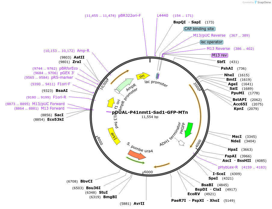 154367-plasmid-map-sequence-id-306493
