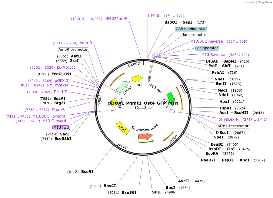 154369-plasmid-map-sequence-id-306503