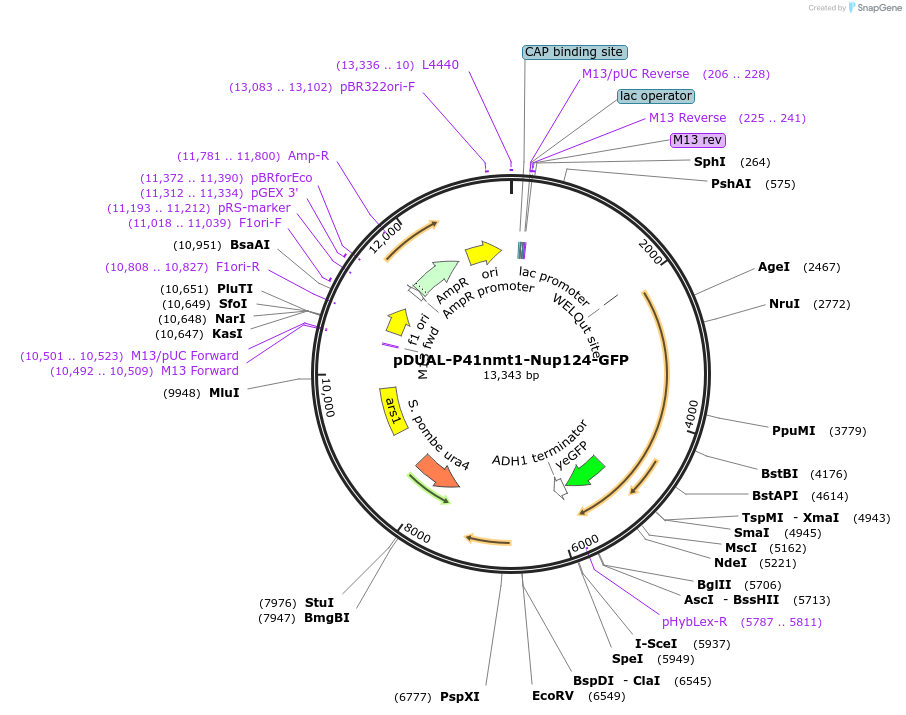 154364-plasmid-map-sequence-id-306505