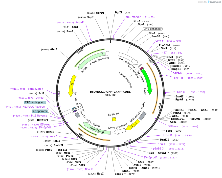 154349-plasmid-map-sequence-id-306509
