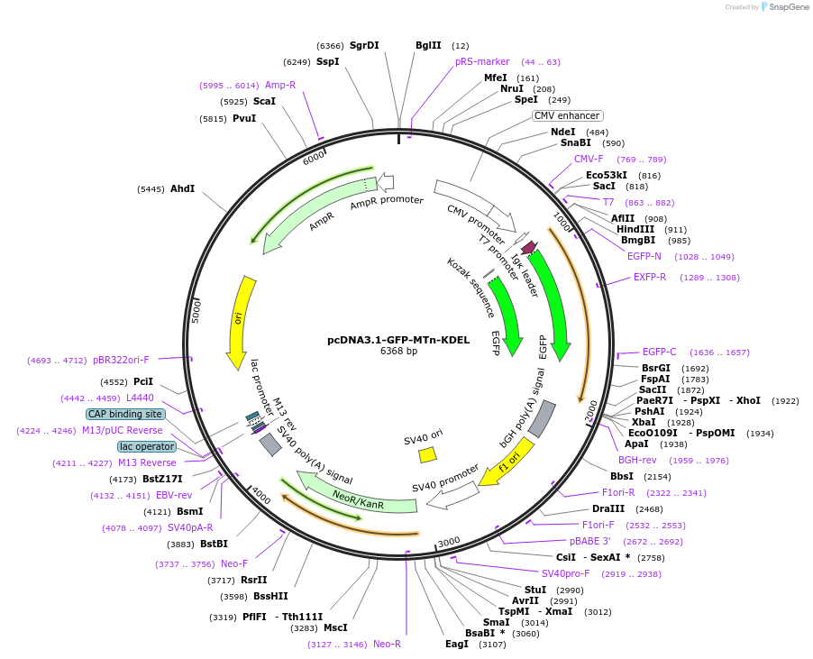 154348-plasmid-map-sequence-id-306511