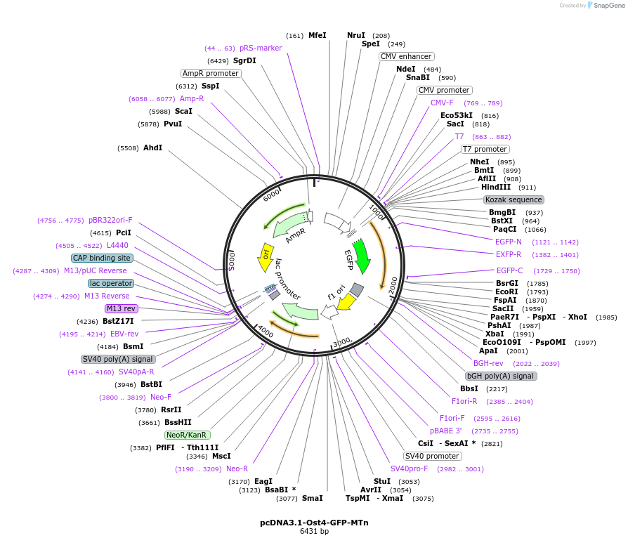 154351-plasmid-map-sequence-id-306512