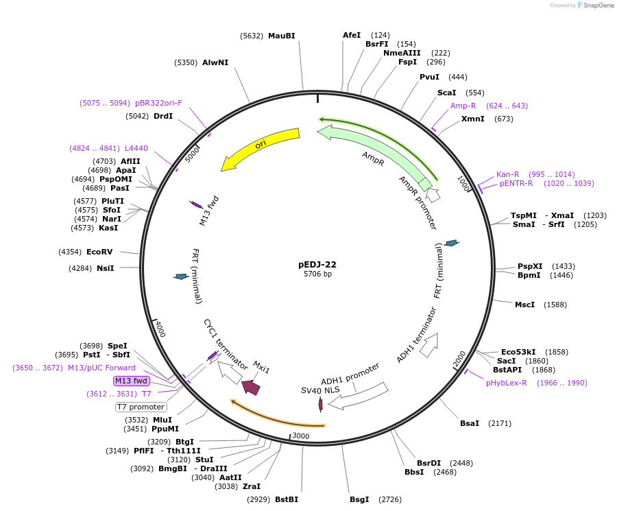 140904-plasmid-map-sequence-id-306513