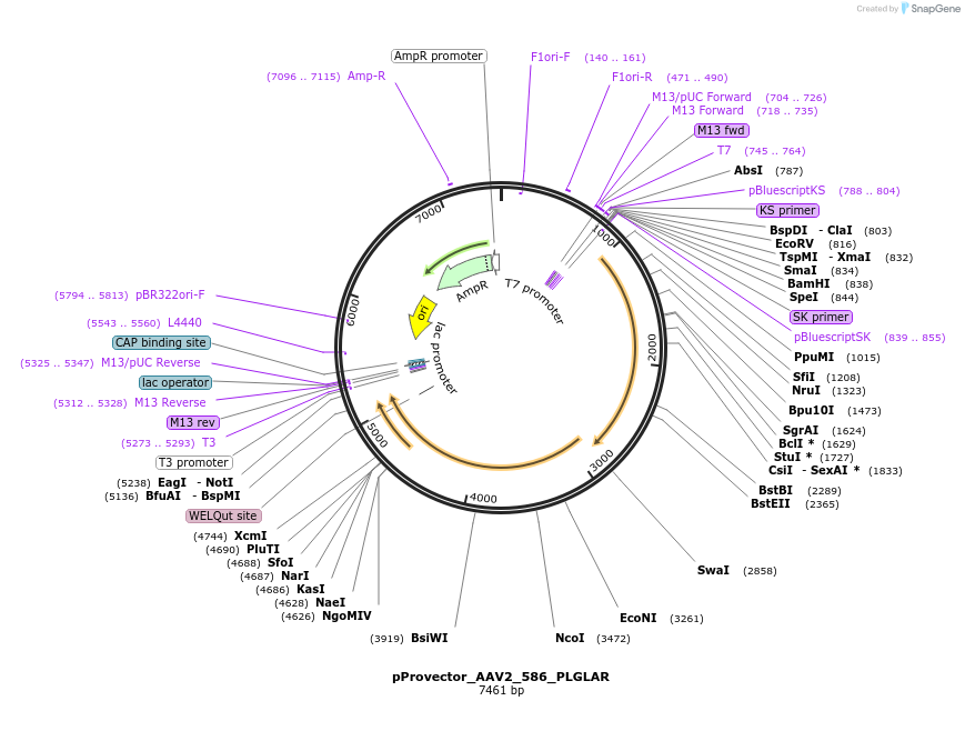 129024-plasmid-map-sequence-id-306702