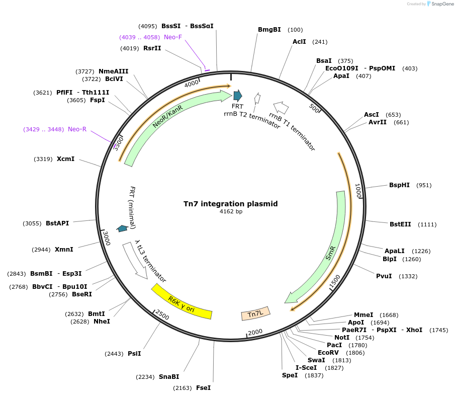 154134-plasmid-map-sequence-id-306811