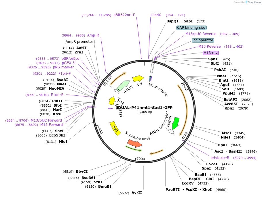 154366-plasmid-map-sequence-id-306813