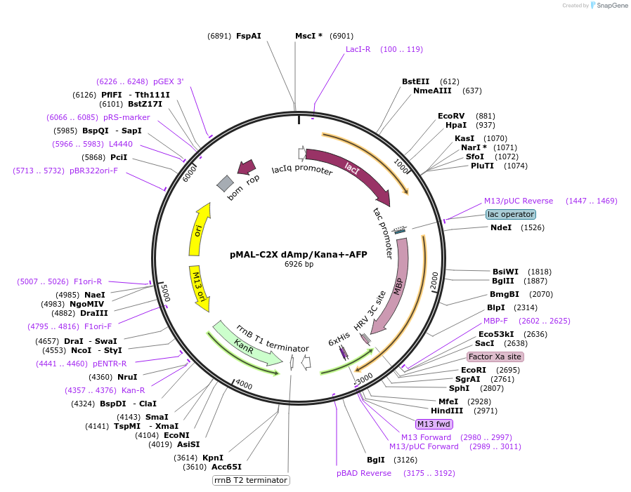 154359-plasmid-map-sequence-id-306815