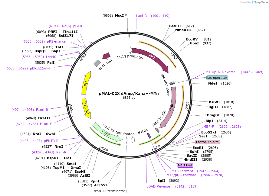 154355-plasmid-map-sequence-id-306817