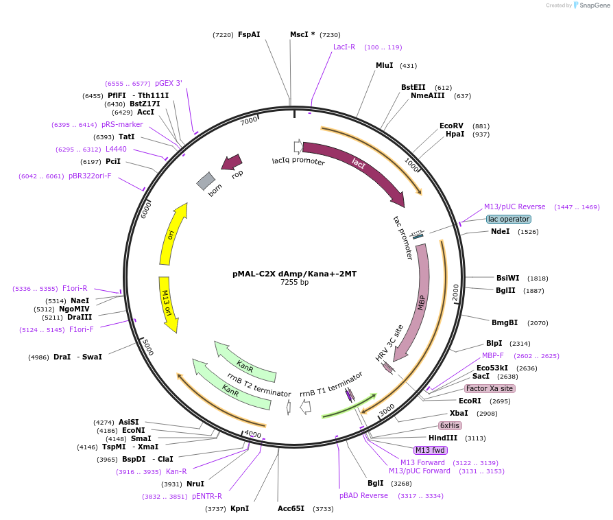 154353-plasmid-map-sequence-id-306820