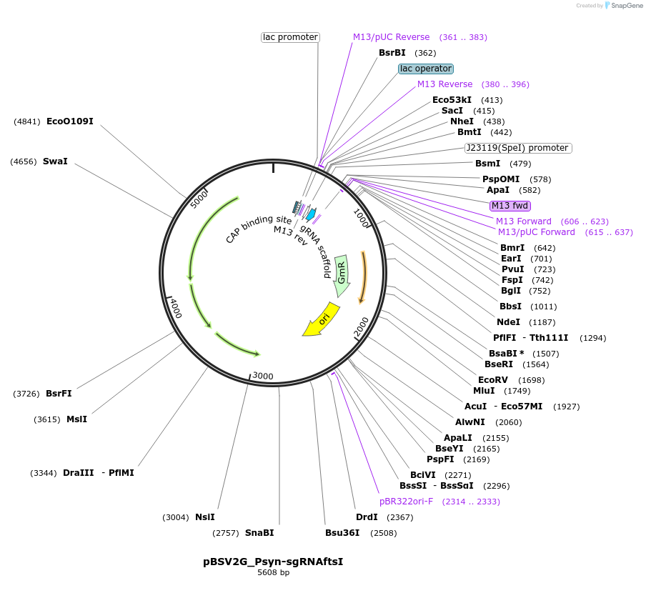 149562-plasmid-map-sequence-id-306829